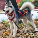 Husky collars and collars: types and choices