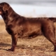 Chocolate Labrador: description, character traits and best nicknames