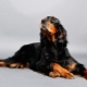 Scottish Setter: the history of the breed, how it looks and how to contain it?