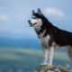 Siberian Huskies: history of the breed, what do dogs look like and how to care for them?