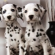 How many years do dalmatians live and what does it depend on?