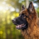 How many German shepherds live and what does it depend on?