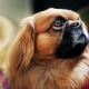 How many Pekingese live and what does it depend on?