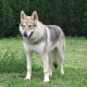 Dogs that look like wolves: breed description