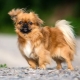 List of nicknames for Pekingese girls