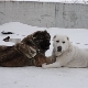 Comparison of Alabayev and Caucasian Shepherds