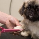 Pekingese haircut: types and detailed instructions