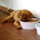 Dry puppy food: features, choices and rules of feeding