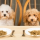 Dry dog ​​food: classes, selection criteria and feeding rules