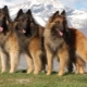 Tervuren: breed description and content