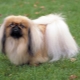 Pekingese care: diet, walking, hygiene