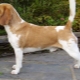 Beagle breed variations