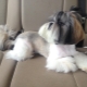 Options for haircuts for Shih Tzu