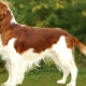 Welsh Springer Spaniel: breed description, rules of care