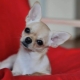 Types of color, content and training of smooth chihuahua