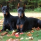 Education and training Doberman