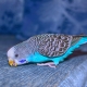 Everything you need to know about blue wavy parrots