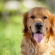 Everything you need to know about golden retrievers