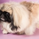 All about dwarf Pekingese