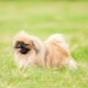 All about the royal Pekingese