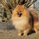 All about small German Spitz