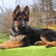 All about German shepherd dogs of black color