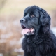 All about breed Newfoundland dogs