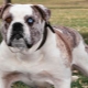 All about Alapach purebred bulldogs