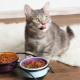 Choosing the highest quality cat food