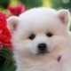 Japanese spitz: breed description, color options and rules of care