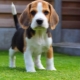 An alimony puppy: what does it mean?