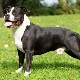 American Staffordshire Terrier: breed features and breeding