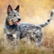 Australian herding dogs: breed history, temperament and grooming rules