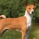 Basenji: description of the breed, the rules of maintenance and education