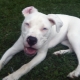 White pit bulls: description and content