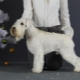 White miniature schnauzer: how it looks and how to care for it?