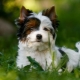 White Yorkshire Terrier: what does it look like, how to choose a puppy and care for him?