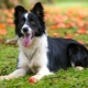 Border Collie: breed description and cultivation