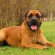 Boerboel: features of the breed and the rules of its content