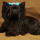 Black Yorkshire Terrier: a description of the appearance and features of the content