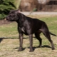 Black Pitbull: description and nuances of the content