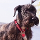 Czech Terrier: breed features, character, haircuts and content