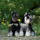 Miniature Schnauzer: breed description, pros and cons, nature and content