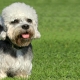 Dandie Dinmont Terrier: Breed Features and Dog Care Tips