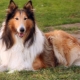 Long-haired collie: characteristics and content of the breed