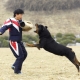 Rottweiler training at home