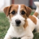 Jack Russell Terrier Broken: features such as wool, grooming dogs