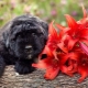 Bouvier of Flanders: Dog Breed Description, Temperament and Care