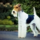 Fox Terrier: rules of content and a variety of nicknames