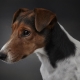 Smooth-haired Fox Terriers: how to look and how to contain them?